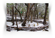 Land Art in Austin Texas
